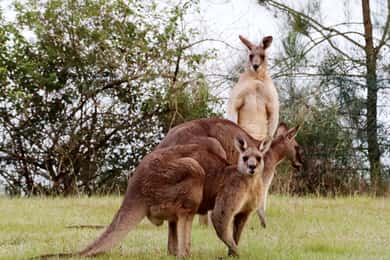 Wild Kangaroos & Blue Mountains private tour