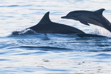 Bali Bliss: Dolphin Lovina Private Expedition