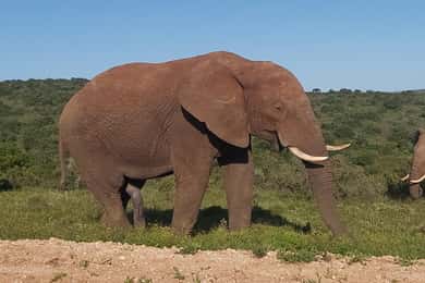 From Port Elizabeth: Addo Elephant National Park Safari