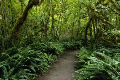 St. Lucia: Safi Estate, Volcano Waterfalls Experience