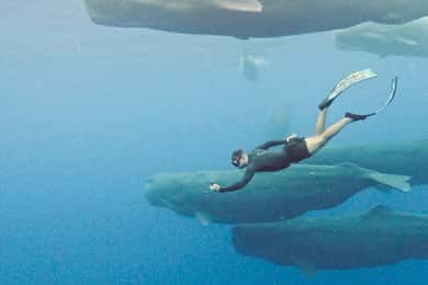 Mauritius Eco Whales Quest, 3-4 timmars expedition