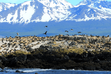Ushuaia: Tour: Navigazione nel Canale di Beagle