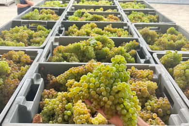 Exclusive 5-wine tasting
