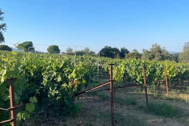 Kavos: Visita e prova de vinhos numa adega local