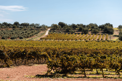 Barcelona: Wycieczka i degustacja wina Priorat oraz lunch