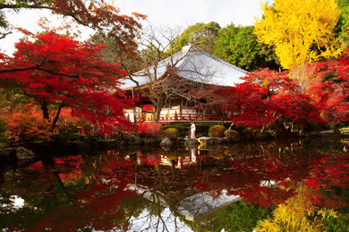 Vanuit Osaka: Privétour op maat naar Kyoto