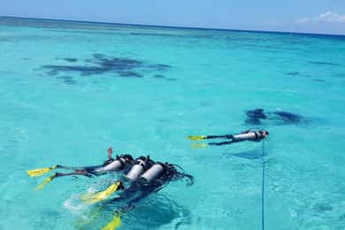 Wasini Excursion: Dolphin Trip & Snorkel at Kisite Mpunguti