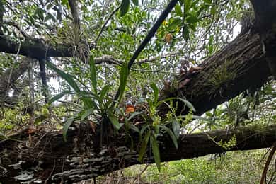 Everglades: Private Kayak Tour with Guide