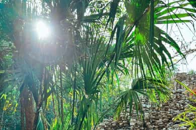 Tulum + Coba + zwemmen met schildpadden PRIVATE TOUR