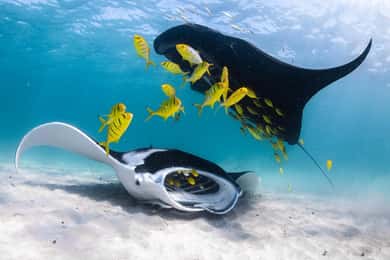 Coral Bay : Demi-journée d'aventure sur le récif de Ningaloo avec les raies Manta