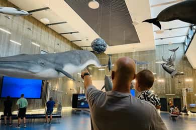 Caniçal : Ticket für das Walmuseum von Madeira