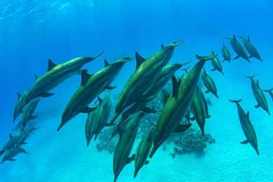 Swim with Sea Turtles, Kuza Cave, Paje Beach, The Rock Lunch