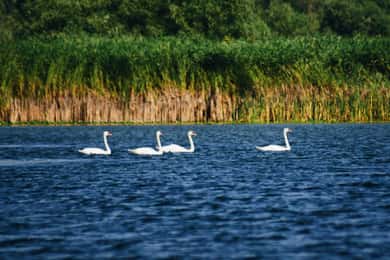 Donaudelta: Bootstour durch das Seerosenreservat