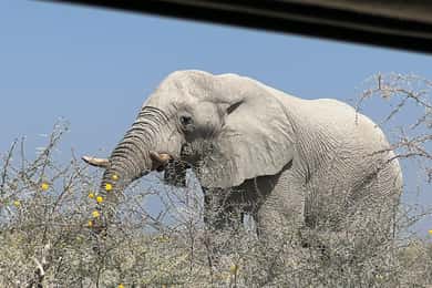 Vanuit Windhoek: 3-daagse Etosha met verblijf in een lodge