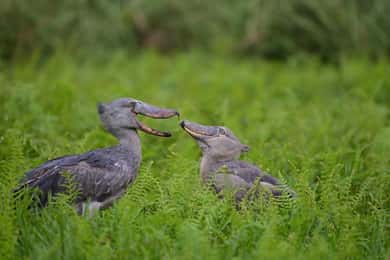 Entebbe: Mabamba Swamp Shoebill Tracking Boat Tour
