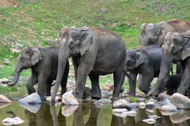 Munnar: Anakulam Jeepsafari met waterval en olifant