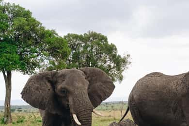 Safari di 3 giorni da Zanzibar al Parco Mikumi in treno elettrico