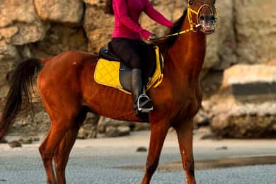 Equitazione a Muscat | Equitazione in spiaggia