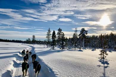 Kiruna: Sit Back and Relax Morning Dogsledding Tour