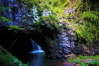 Gold Coast: Kangaroos, Rainforest & Waterfalls Experience