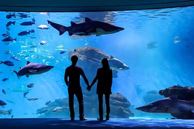 Mallorca: Palma Aquarium Entry Ticket w/ Optional 3D Cinema