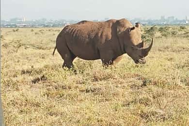 Nairobi National Park Layover Tour:Airport pickup & drop off