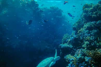 Îles Mamanuca : Une excursion d'une journée de 9 heures dans les îles