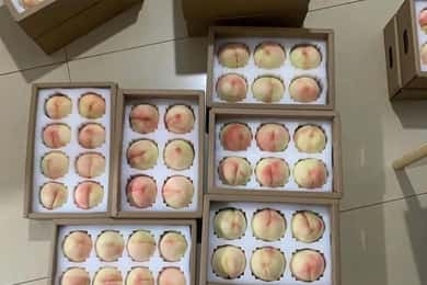 Shanghai : fruits délicats de saison et expérience de cueillette