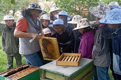 Corund, HR: Visit to bee-keeper, tasting & hive-opening