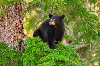 Whistler: Evening with the Bears on Scenic Land Rover Tour
