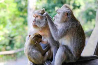 Ubud: Floresta dos Macacos, Templo, Terraços de Arroz, Cascata Oculta