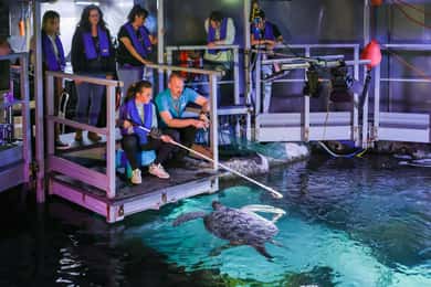 SEA LIFE Hinter den Kulissen Tour