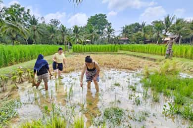 Old Phuket Farm Ticket - Countryside Local Life Culture
