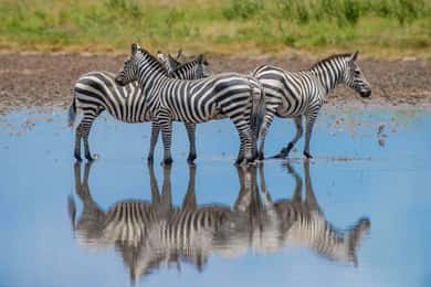 Addis Ababa: 4-Day Chebera Churchura National Park Safari