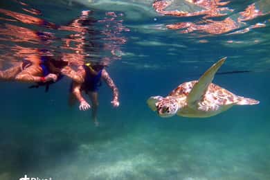 Akumal : visite guidée avec plongée libre parmi les tortues et photos