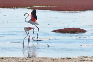 swakopmund stadsrondleiding duin 7 roze meer roze flamingo's