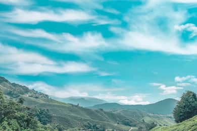 From Kuala Lumpur: Cameron Highlands Day Trip with Transfers