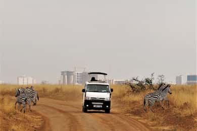 Nairobi: Nairobi National Park Game Drive With options