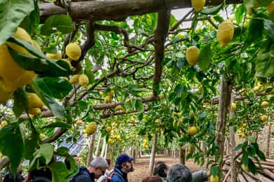 Maiori: Amalfikusten Citronens stig privat tur till fots