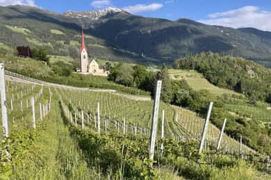 Hike & Wine: vandretur og vinsmagning i vinmarkerne ved Bressanone