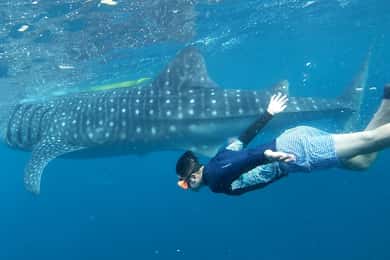 Cebu: Natação com tubarões-baleia e excursão de canoagem em Kawasan