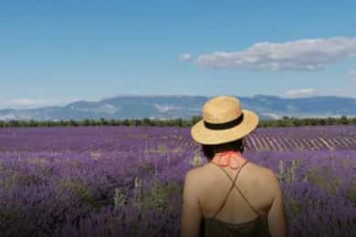Valensole : Visit of a winery and lavender farm