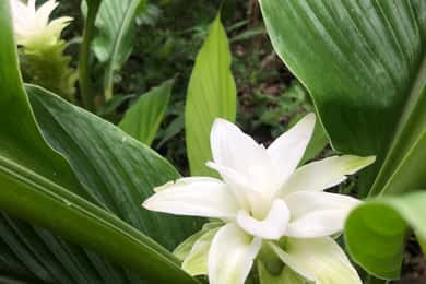 Kona Coast: Rooster Farms Coffee Tasting