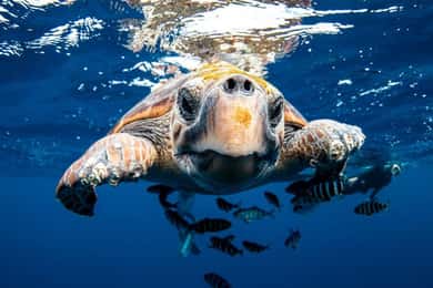 Los Cabos: Ozean-Safari mit Schnorcheln und Freitauchen