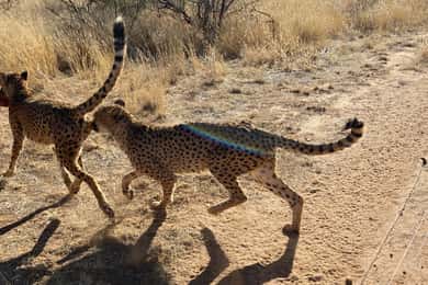 Windhoek : Cheetah walk Experience