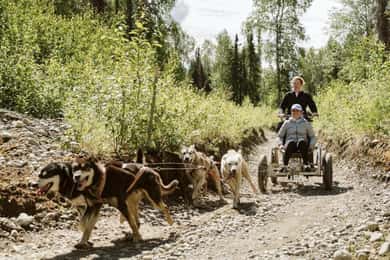 Talkeetna: Mushing Experience with Iditarod Champion Dogs