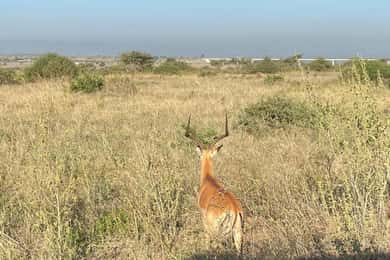 Nairobi: Safari nel Parco Nazionale di Nairobi con diverse opzioni