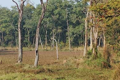 From Kathmandu or Pokhara: 4-Day Chitwan National Park Tour