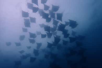 Tamarindo: Privat snorkling båtcharter Guanacaste