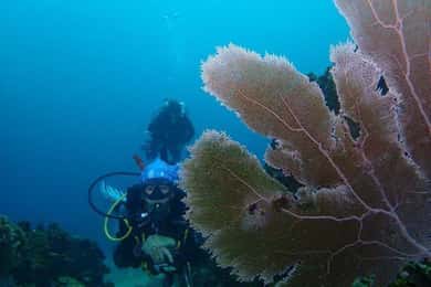 Cartagena: PADI DISCOVER SCUBA / MINICURSO DE BUCEO